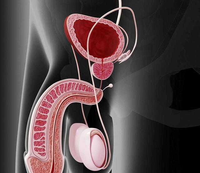 人体前列腺在哪个部位图片
