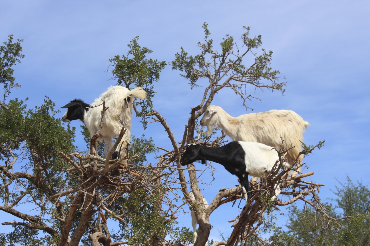 凭本事吃饭,摩洛哥的山羊去树上觅食,看呆路人