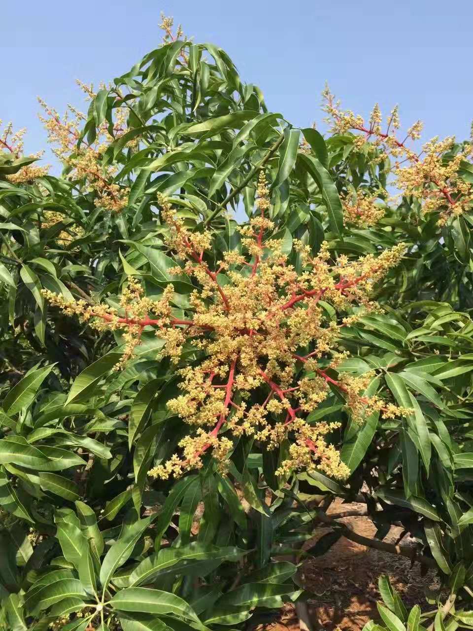 病急乱投医:芒果开花遇阴雨,容易黑花,应该怎么补救比较好呢?