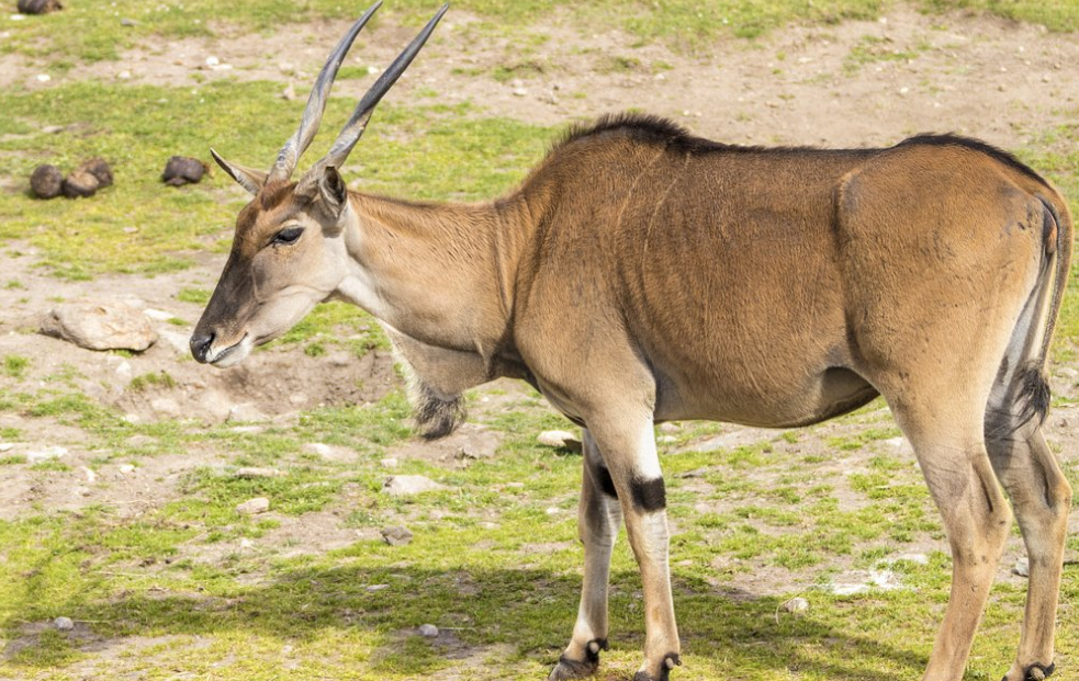 伊兰羚羊,是跑得最慢的羚羊,最快的速度是40公里每小时