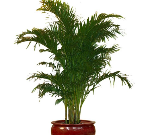 凤凰竹,非常适合盆栽种植的植物,这样养护的方法非常简单