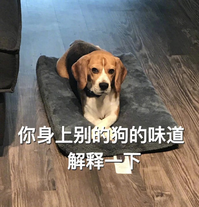 主人回家后,一开门被狗狗犀利的看着:你在外面是不是有别的汪了