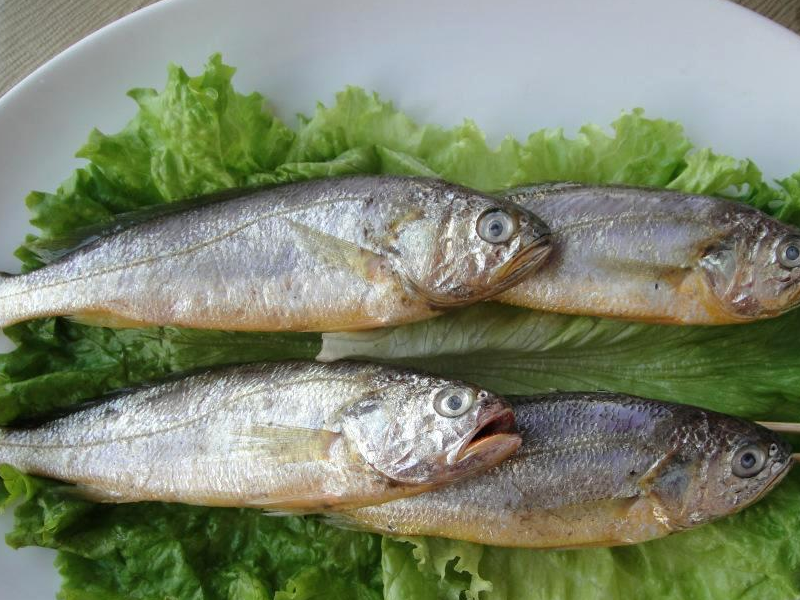 丰登聊三农:黄花鱼品种特殊,进行人工养殖,首先要了解相关方法