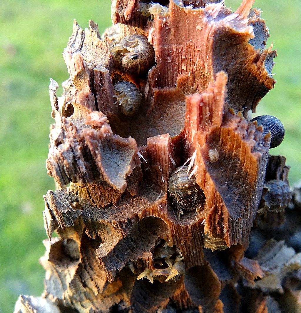 团水虱你了解吗?看看这些再说话