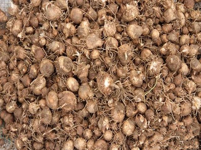 农村有种植物叫做麻芋子,如今卖得比猪肉都贵,可能你家地里也有