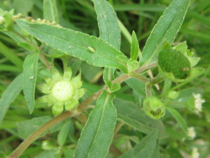 农村常拿这种野草喂猪,却不知他还有黑发益肾功效