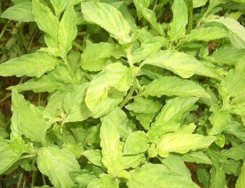 香草- 热门商品专区