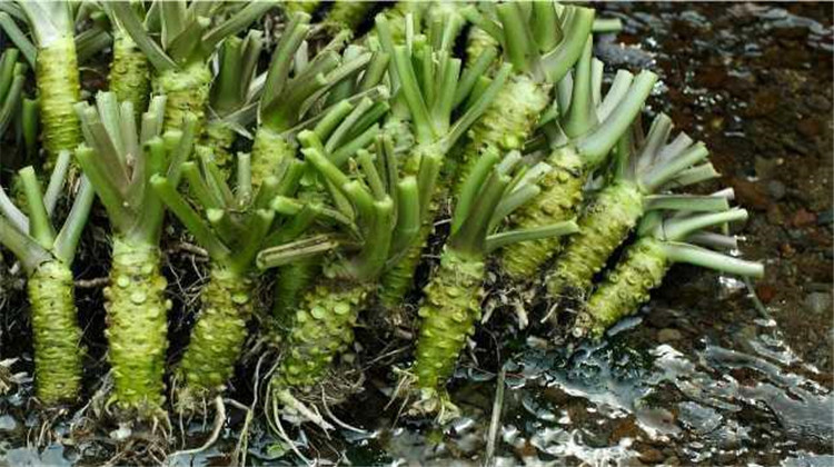 小雨聊三农:口感独特的芥末,如何能够更好的进行种植培育