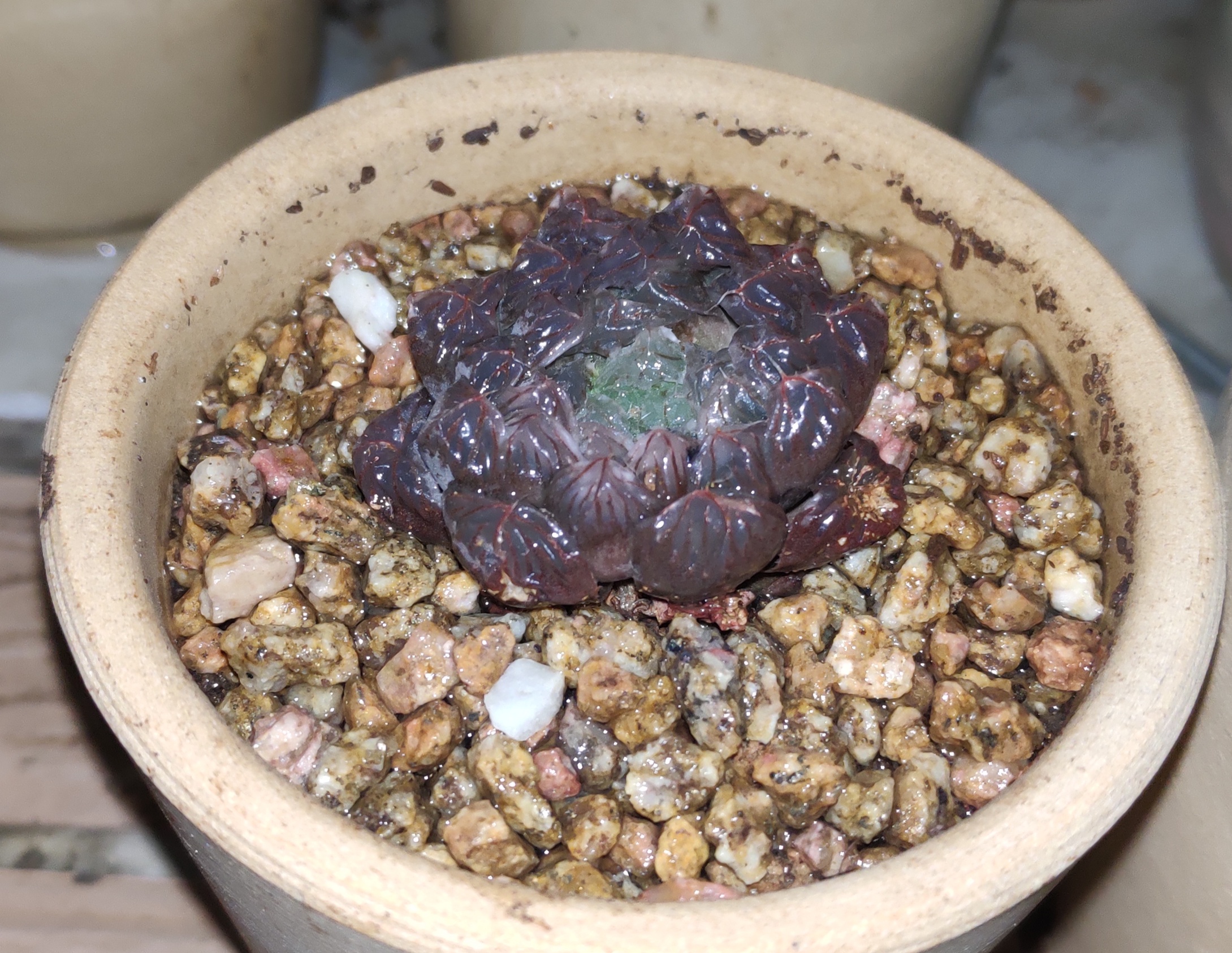 买回来的多肉怎么种?怎样才能将网购的多肉种