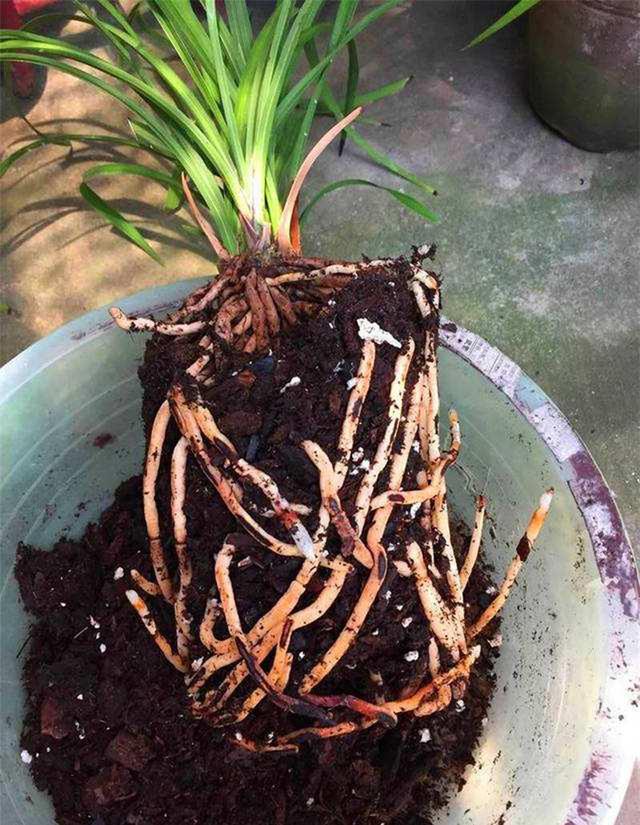 兰花烂根空根的原因和预防方法详解