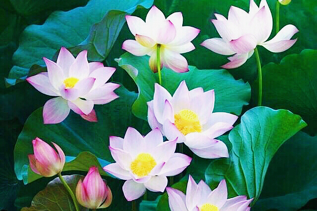 心似莲花不染尘,意如止水静无波