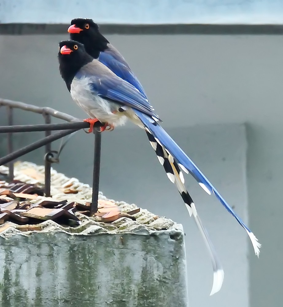 带你了解《红嘴蓝鹊》外形特征