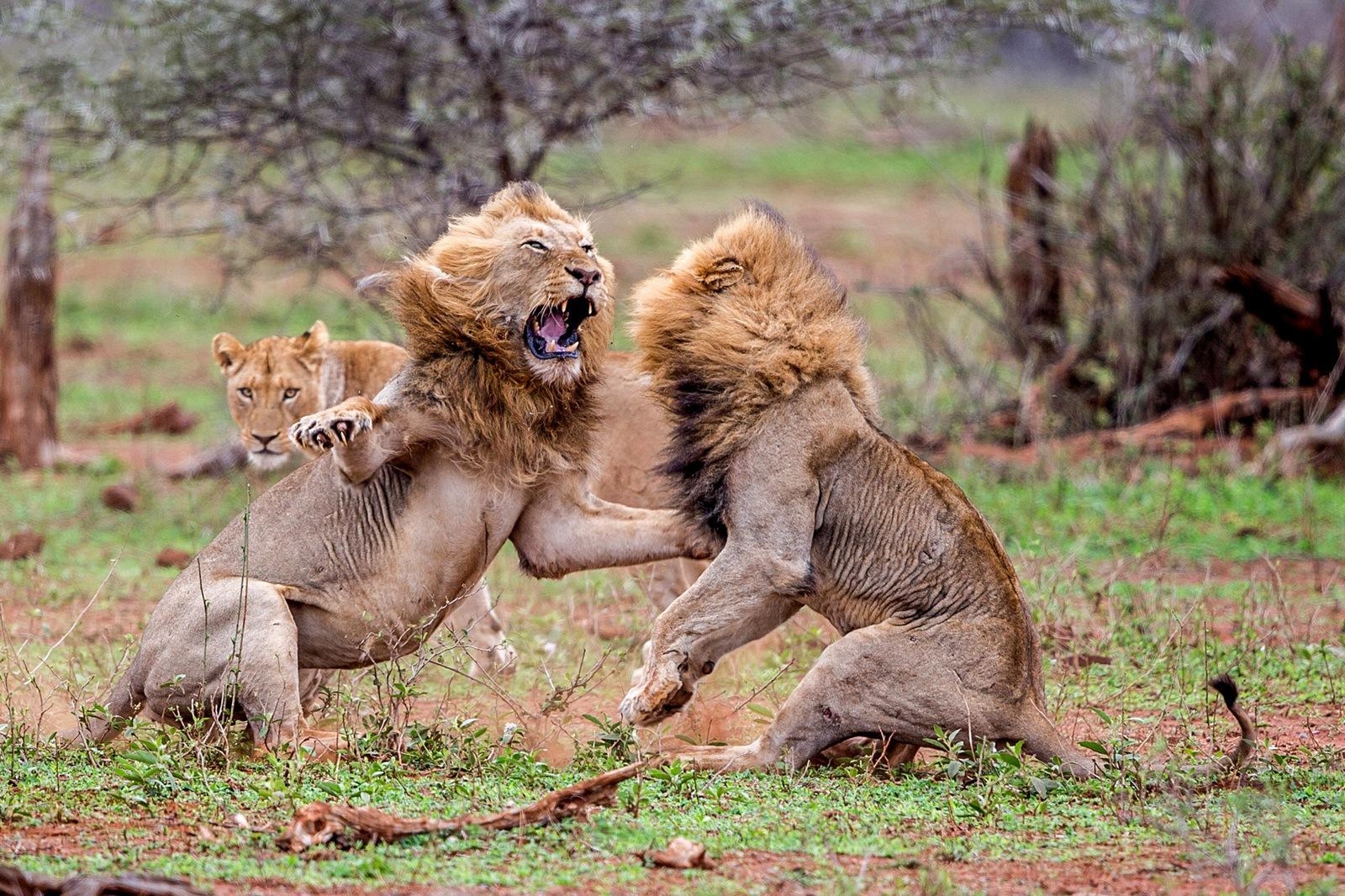 两只雄狮激烈互斗,母狮一旁这样做,下一秒忍住别笑
