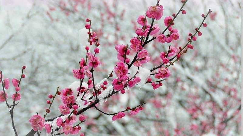 雪梅其二古诗赏析视频(有梅无雪不精神,有雪无诗俗了人),文化历史,文化艺术,好看视频