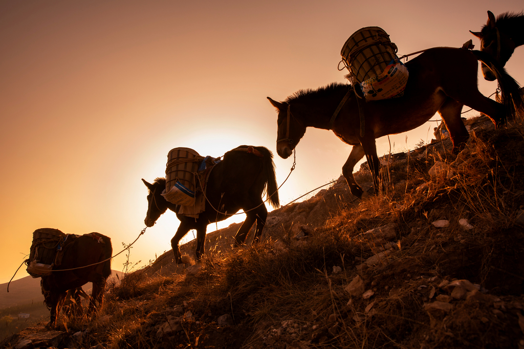 夕阳的余晖里,一队队马帮,背驮着数百斤的重负,行进在崎岖陡峭的山路.
