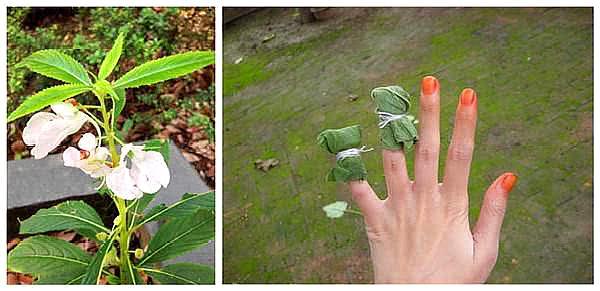 七夕,有用凤仙花给小姑娘染指甲的习俗