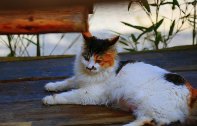 这只喵算是把猫性发挥到了极致,傲娇不理人.