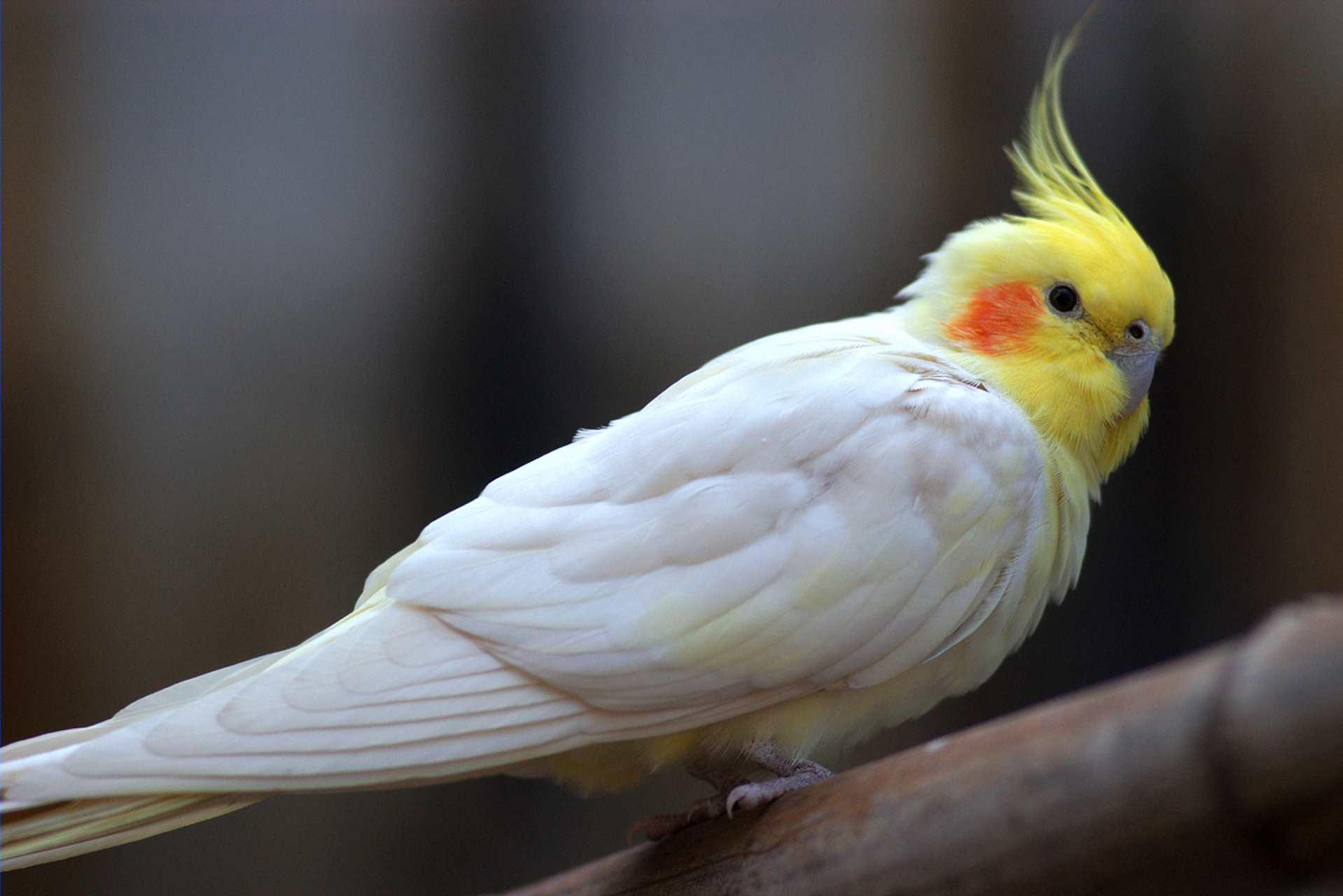 [原文:头类牡丹鹦鹉和面类牡丹鹦.