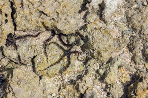 剪指甲后不舒服起鸡皮疙瘩(剪指甲起鸡皮疙瘩是怎么回事) 剪指甲后不舒服起鸡皮疙瘩(剪指甲起鸡皮疙瘩是怎么回事)