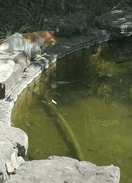 猫趴在水塘边,接下来的动作男子看懵,网友:现在的猫都自食其力