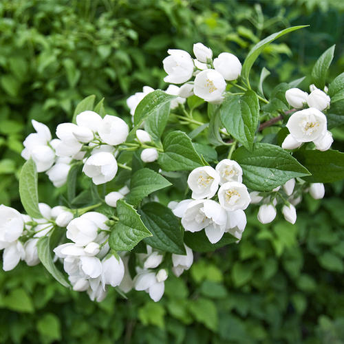 4月養茉莉,梔子,三角梅,教你