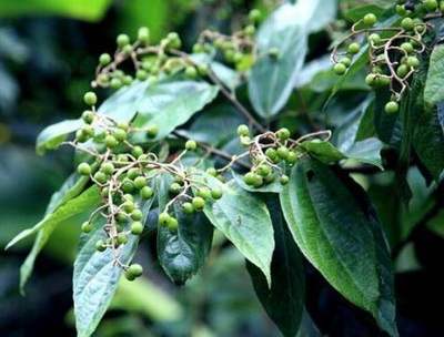 什么是布渣叶?你知道它有哪些功效吗?