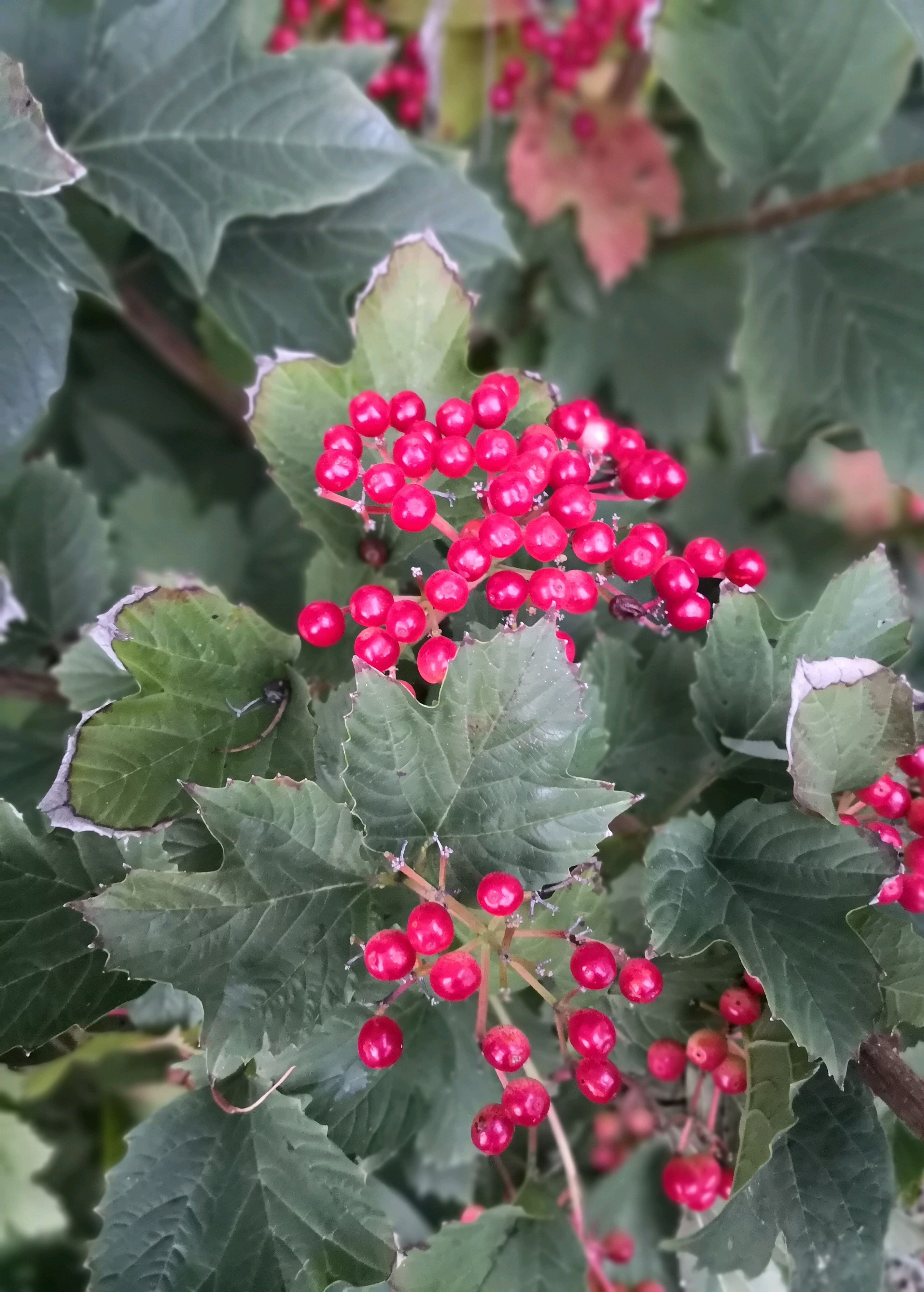 鸡树条荚蒾果 转载自百家号作者:点墨留芳
