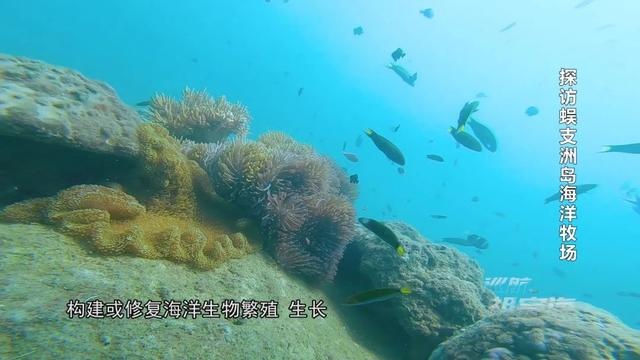 《巡航祖宗海》带您探访蜈支洲岛海域海洋牧场 领略海底的大美