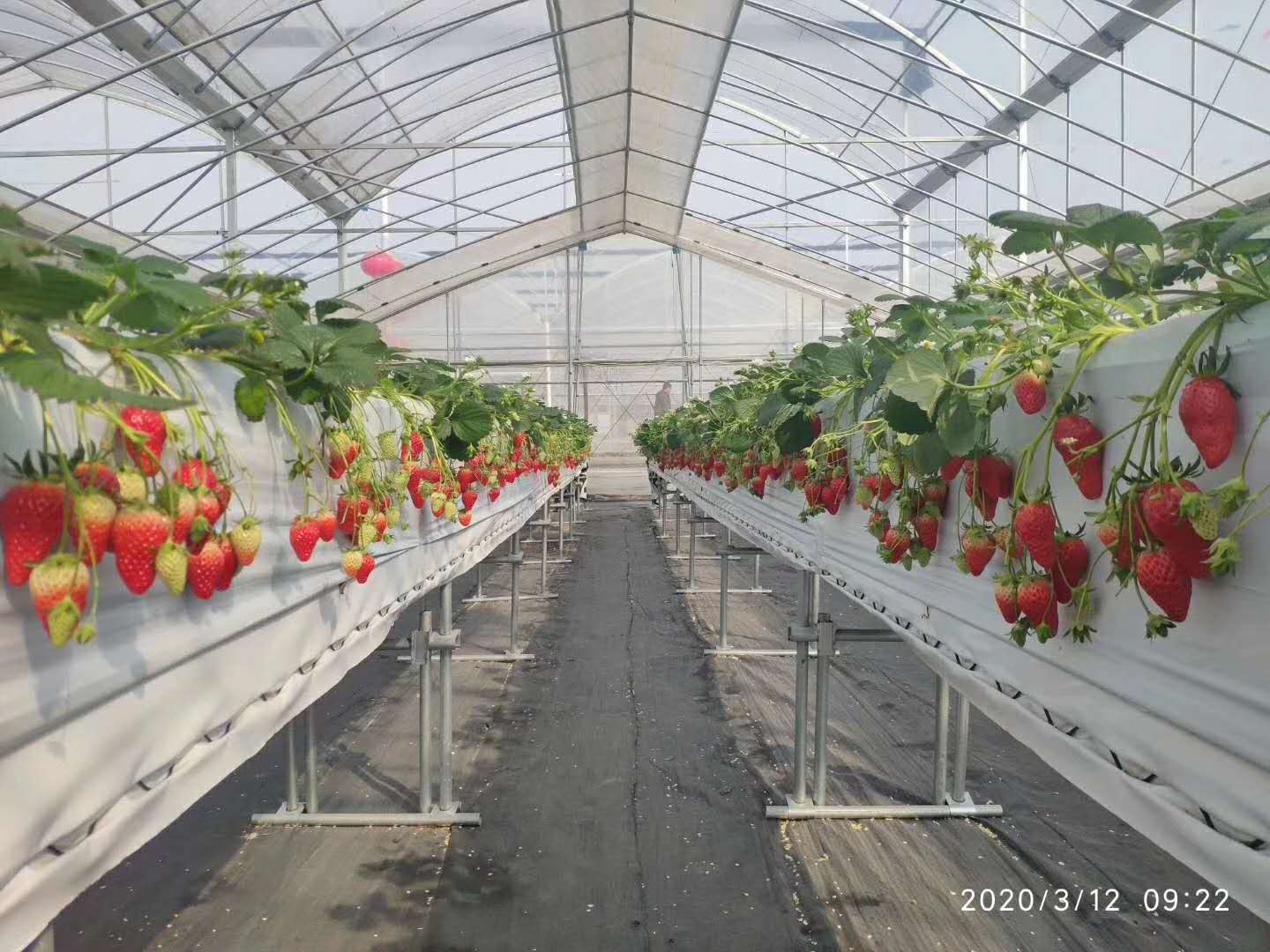高架草莓优点 