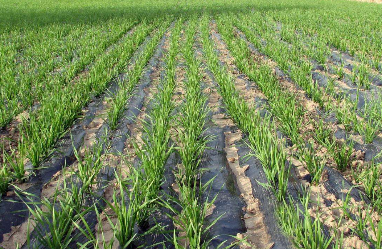 北方玉米如何进行高产栽培?垄作栽培成为主要种植方式