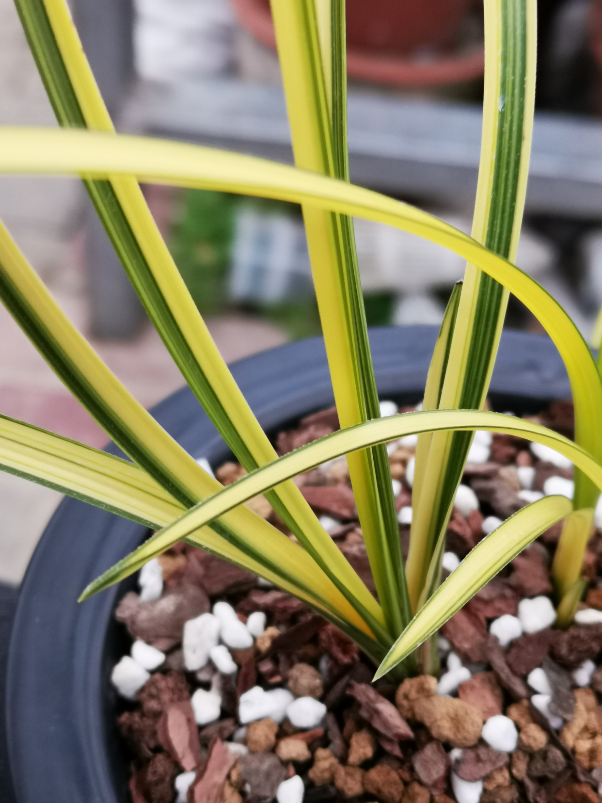 蕙兰连苗金黄中透艺