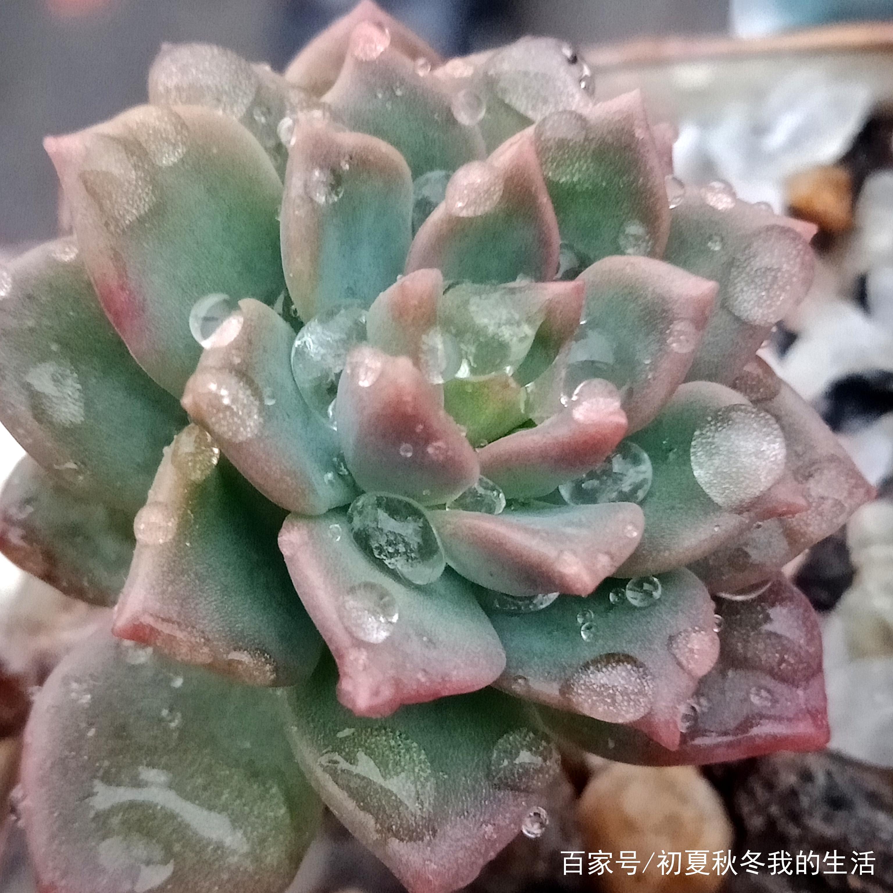 北方春雨终于来了,春雨贵如油,也让多肉享受一下春雨的滋润.