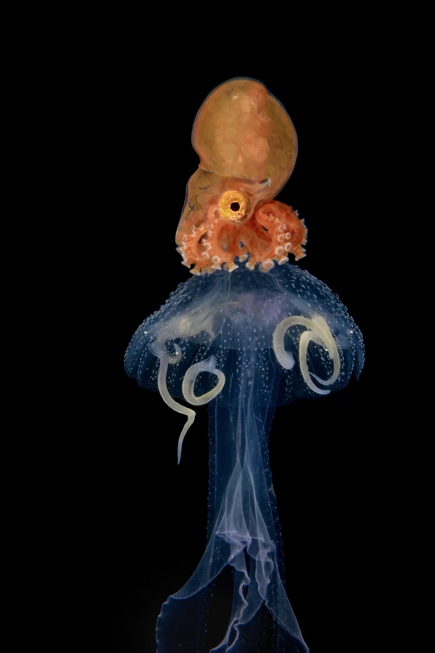 在黑暗中发光 海洋生物shaun the sheep nudibranch,是潜水者所熟知的