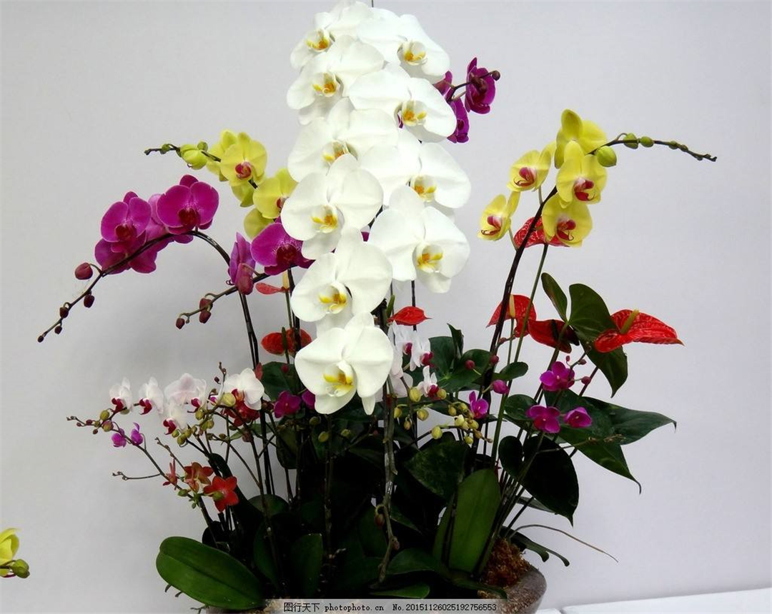 蝴蝶兰开花漂亮,怎么在家里种植它呢?
