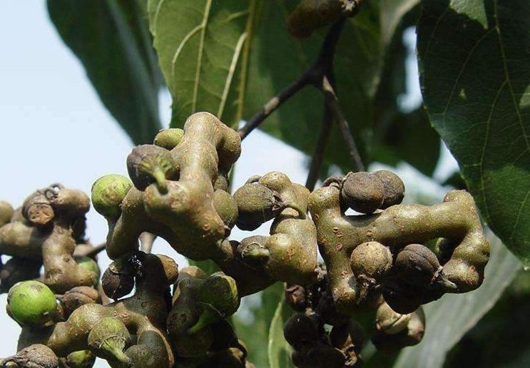 农村这种植物价值比较大?你们认识吗?泡酒那是一绝