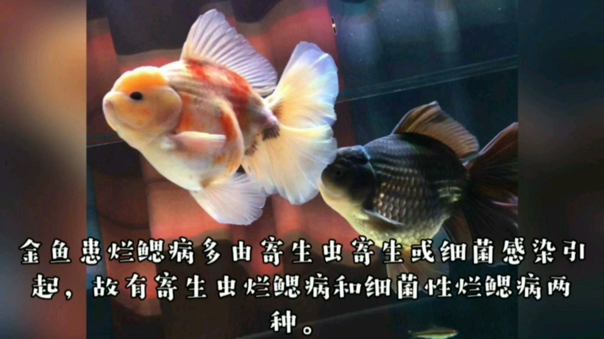 十五 金鱼烂鳃虫鳃症状治疗