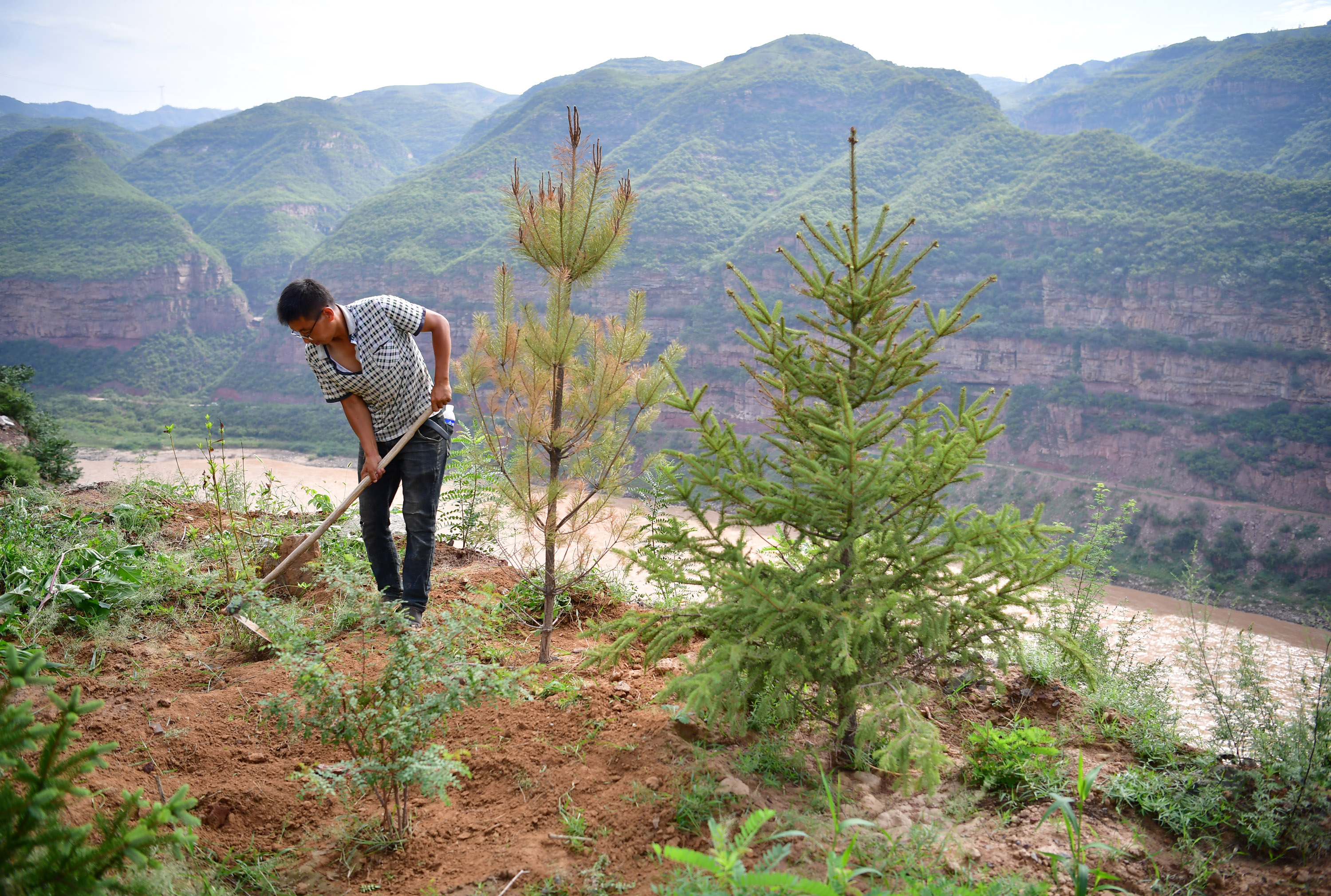 荒土换青山 林海淘真金——延安退耕还林20载造就绿色奇迹(4)