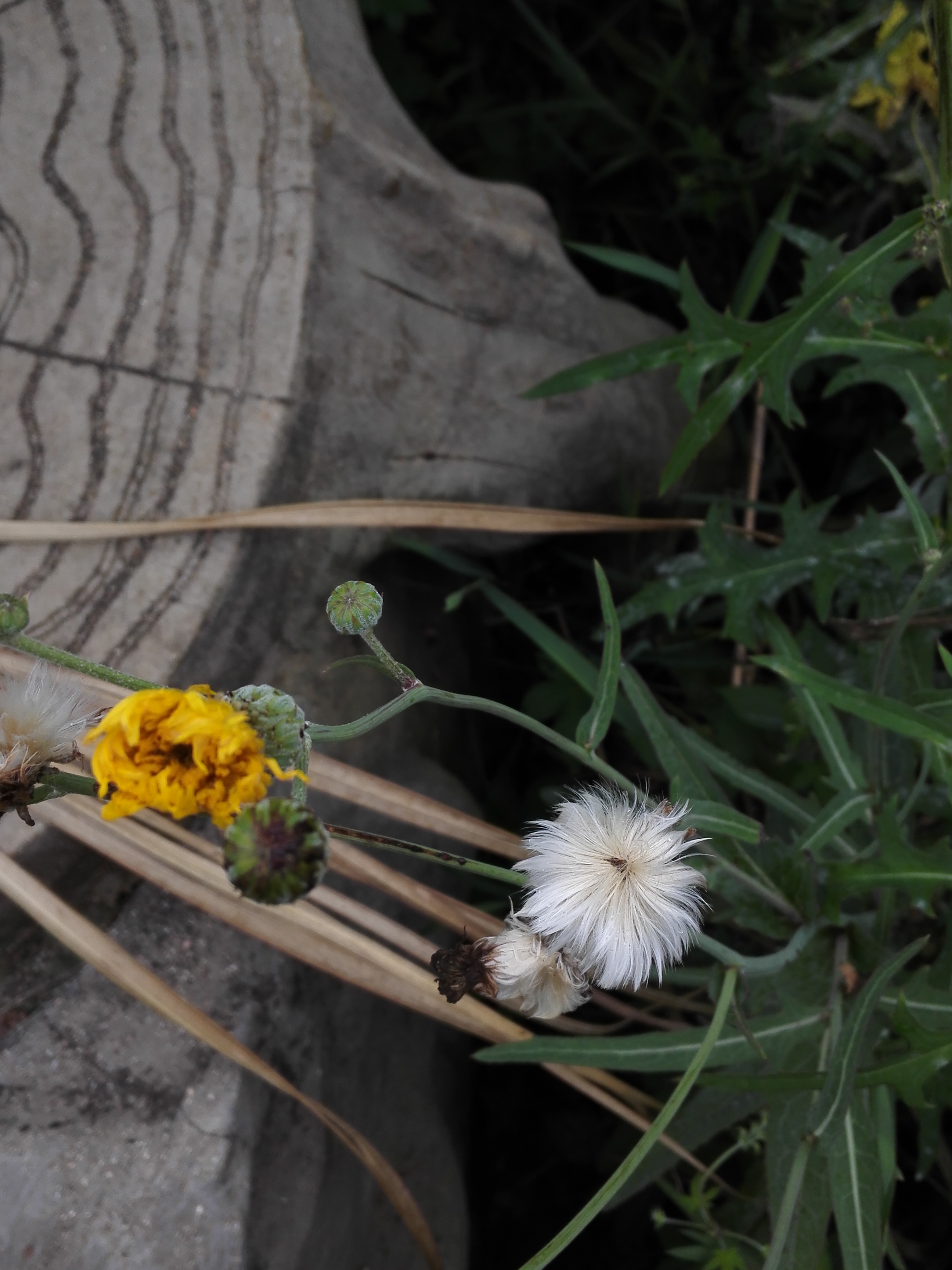 虽然苣荬菜和蒲公英一样常见,花也相似,但知道苣荬菜的人却不多