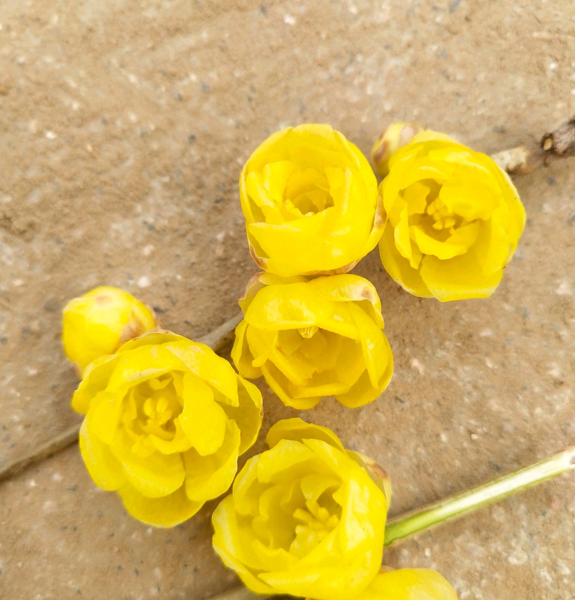 去年开花很香的腊梅盆栽,今年开花一点香味都没有是怎么回事?