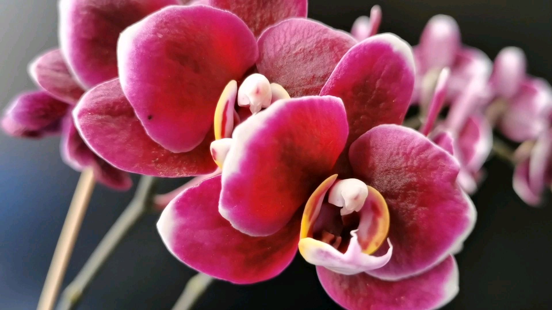 办公室里同样养护的蝴蝶兰,为什么长势有很大差异,一起来看看吧