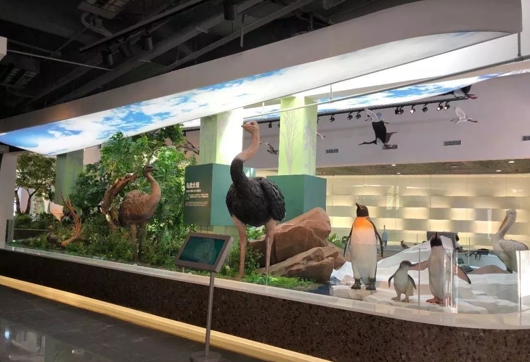 免费开放!体验鸟类飞行,看珍稀鸟类标本,就来河北这个科幻世界吧!