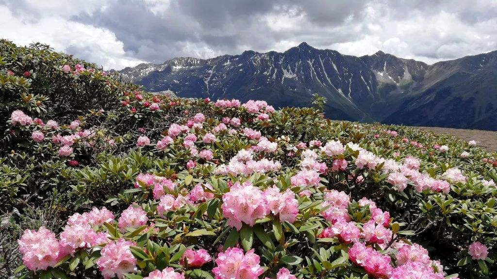 雪山杜鹃花照片图片