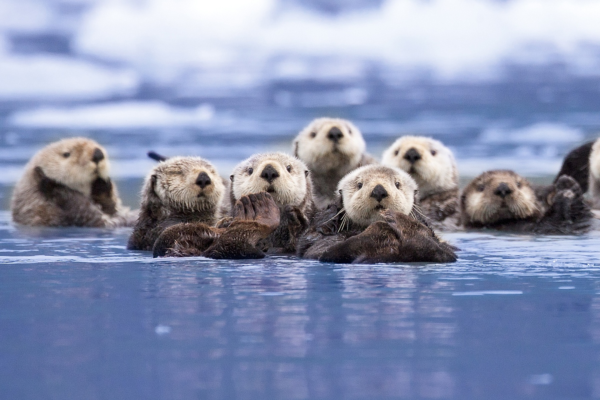 动物趣图# 浮冰上的海獭,萌萌的.