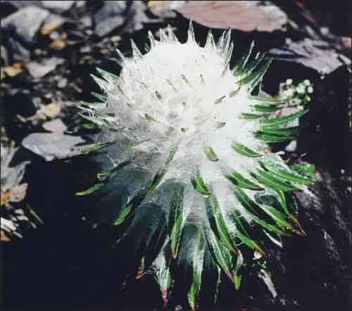 雪莲果花图片大全图片