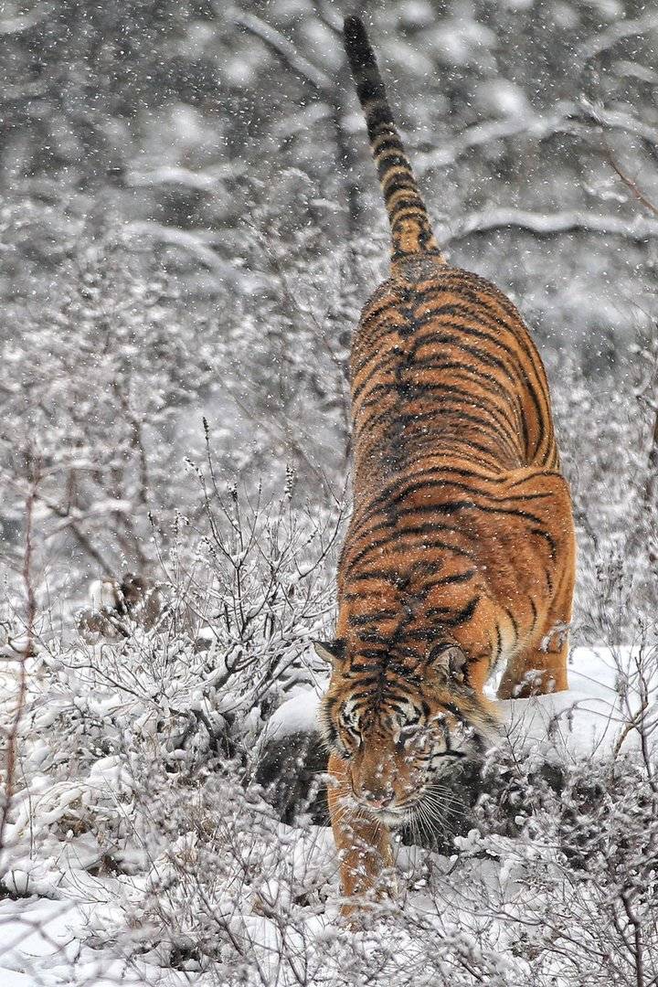 威风凛凛!老虎大雪中漫步,尽显兽王雄威