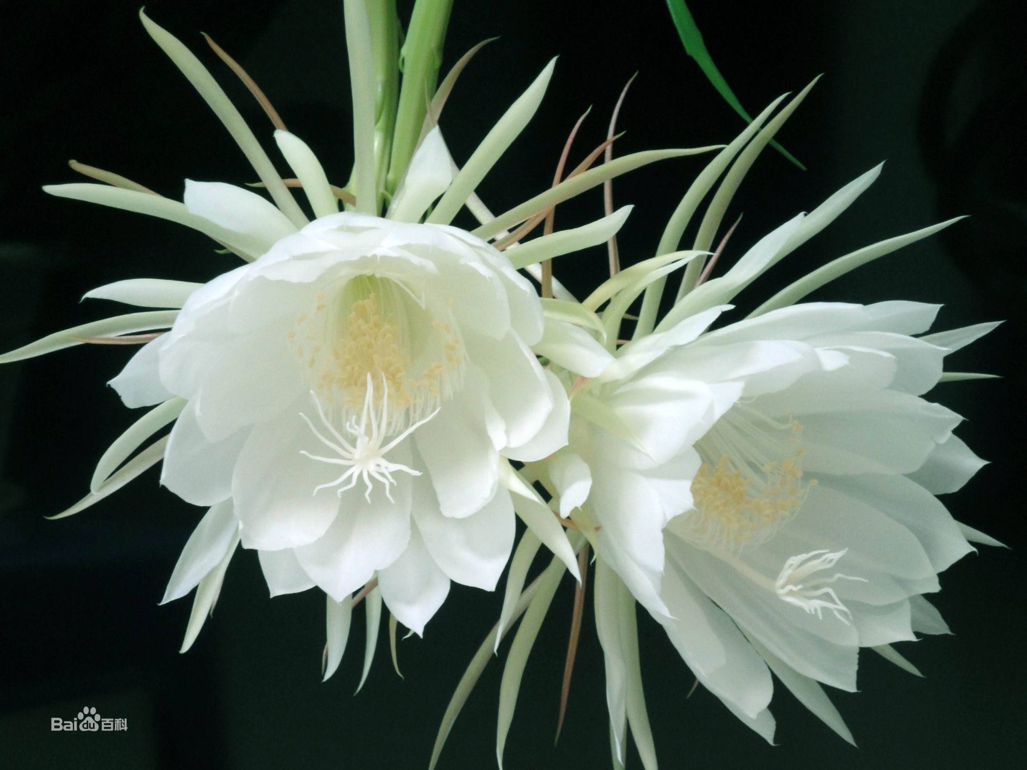 秋天都有什么花开放(秋天都有什么花开放什么颜色)