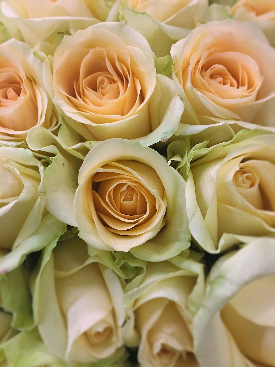 微风轻拂花瓣时,香槟玫瑰轻舞起舞,如同优雅跳跃的舞者般自如自在.