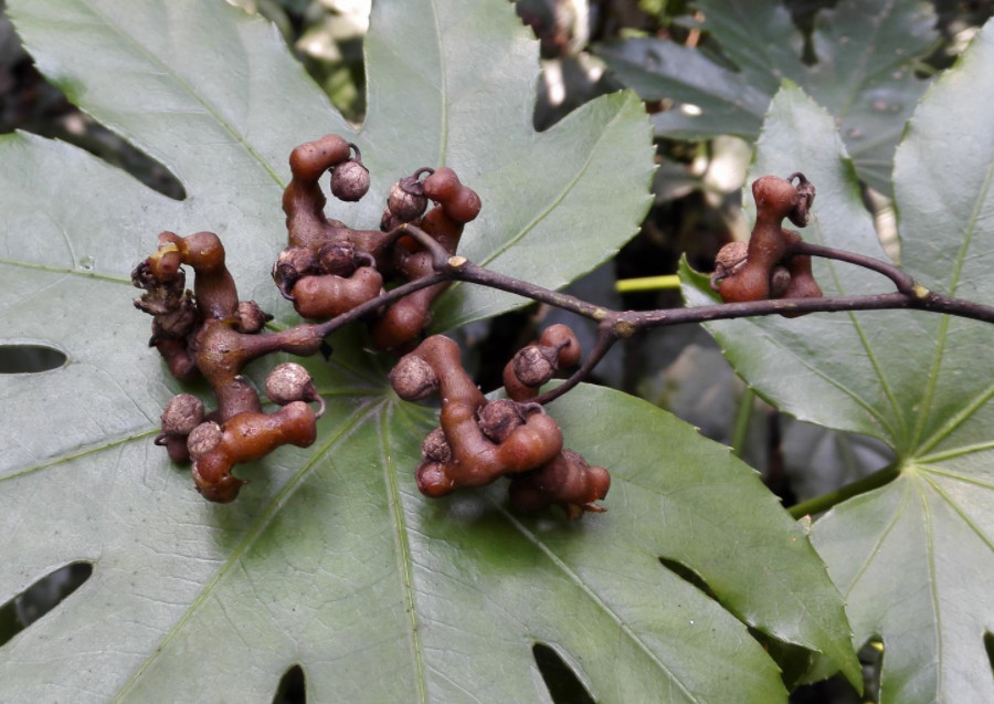 农村这种果子,与鸡爪相似,成熟后味道香甜,价值珍贵可用来酿酒