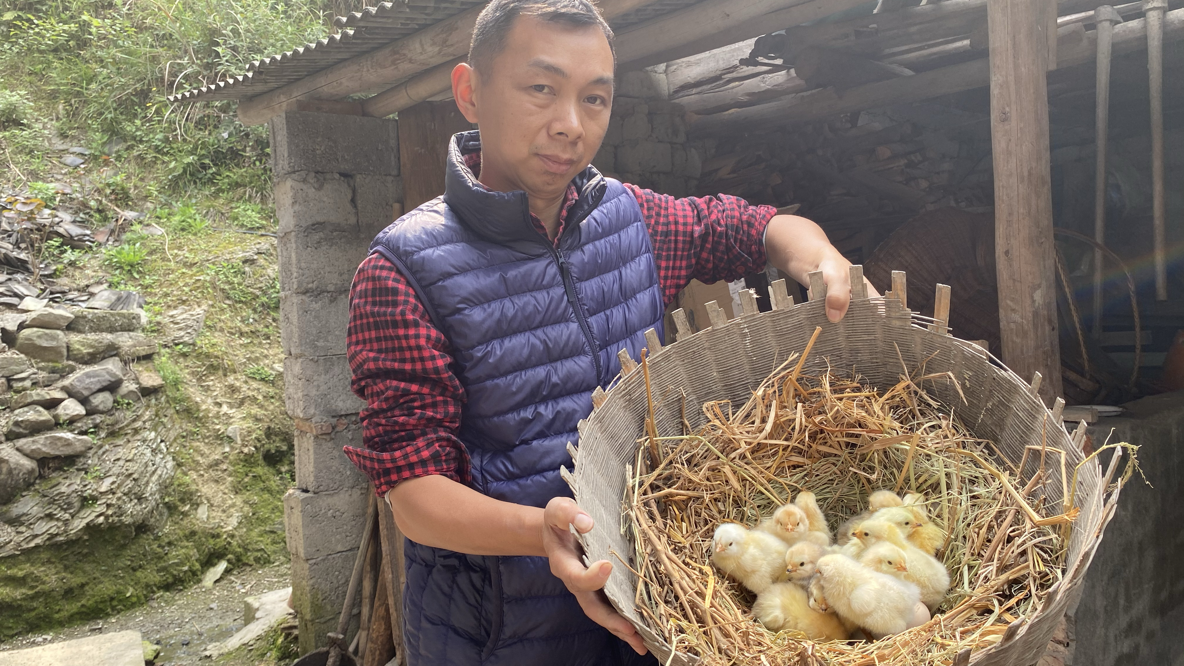 有一位鸡妈妈不称职,今天把2窝小鸡合并,结局很温暖