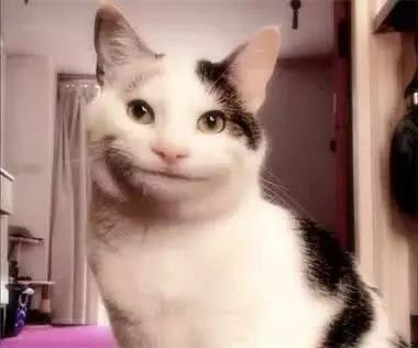 假笑的魅力!猫咪因尴尬不失礼貌的微笑走红
